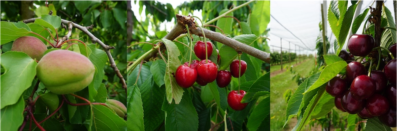Pflaumen und Kirschen in der Versuchsanlage